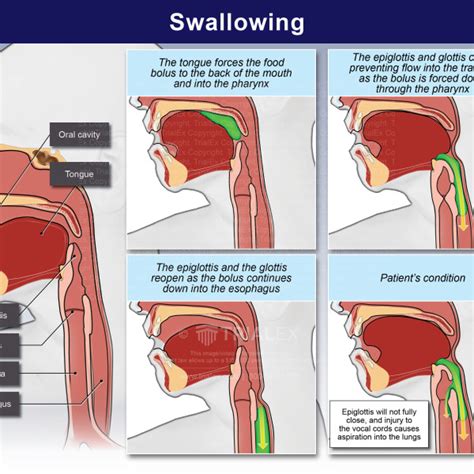 anal and swallow